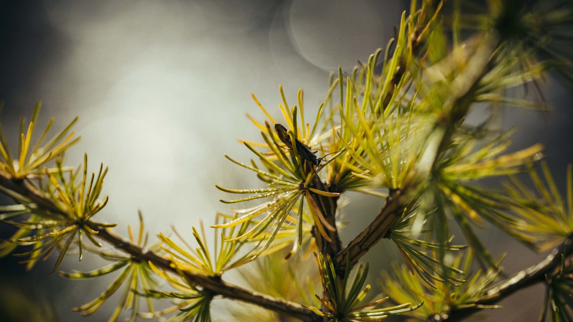 Alpine Pearls: vacanze green nelle Alpi