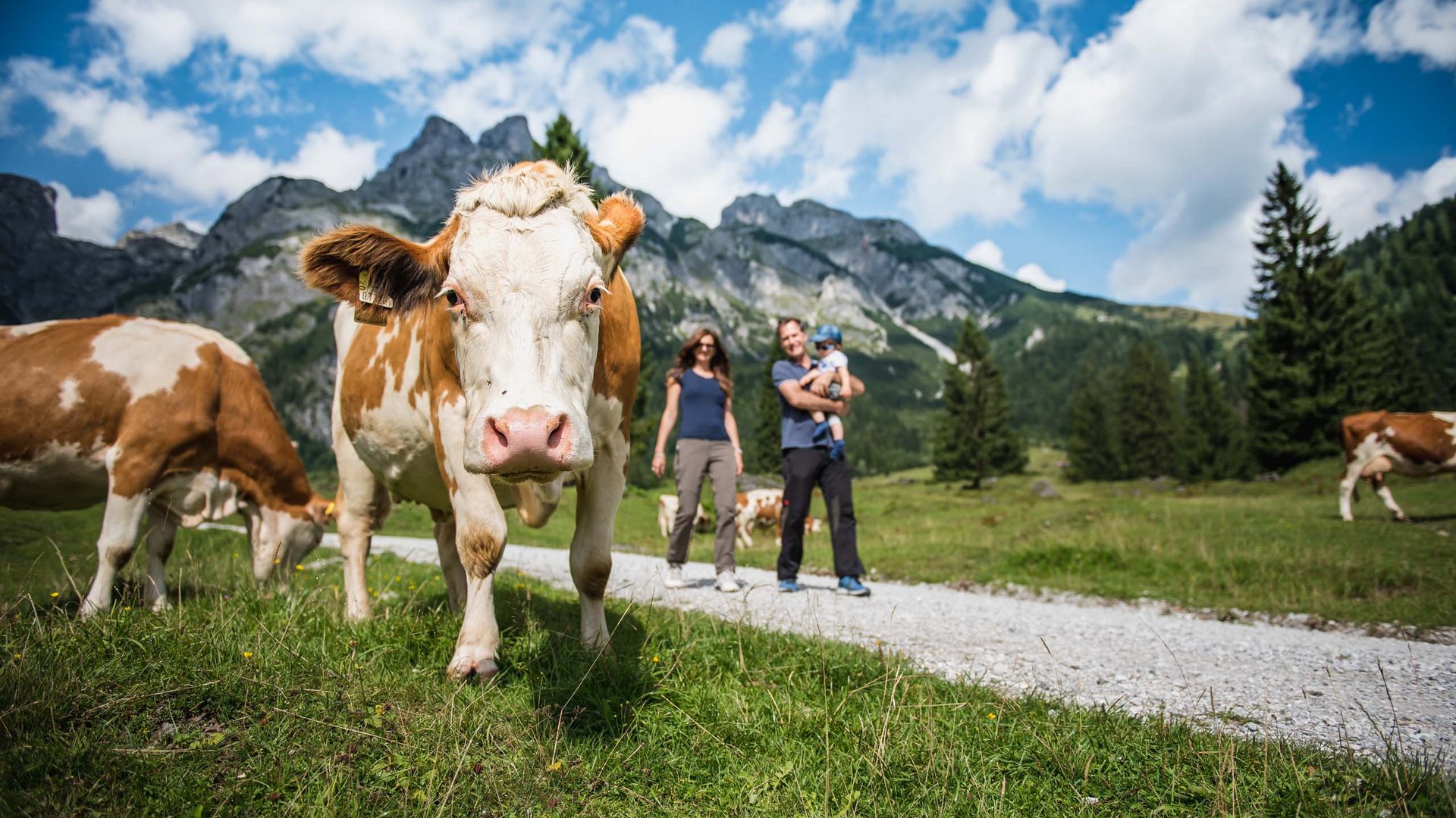 Pictures of gentle eco-tourism in the Alps