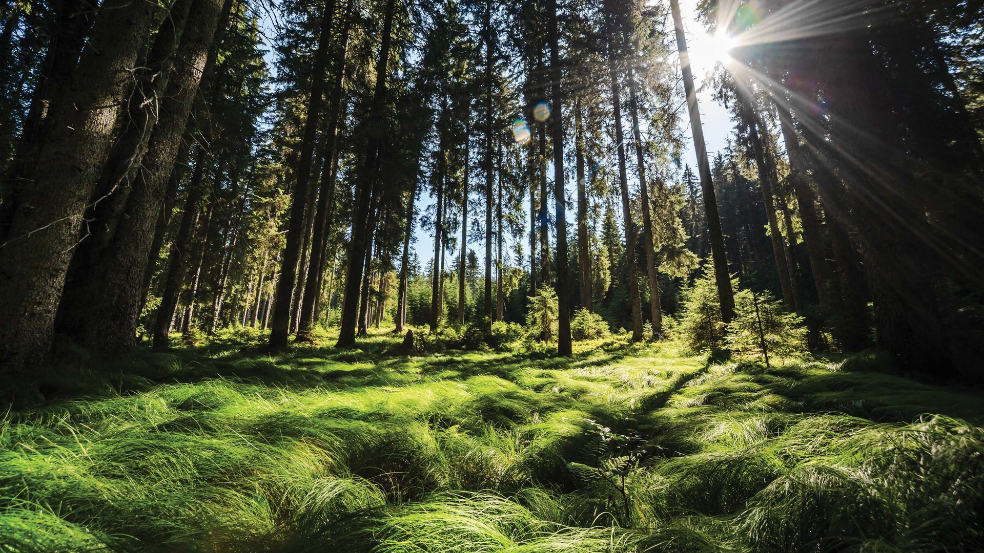 Pictures of gentle eco-tourism in the Alps