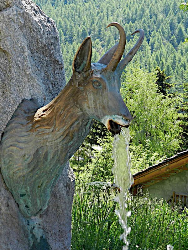 Chamois: zatočišče