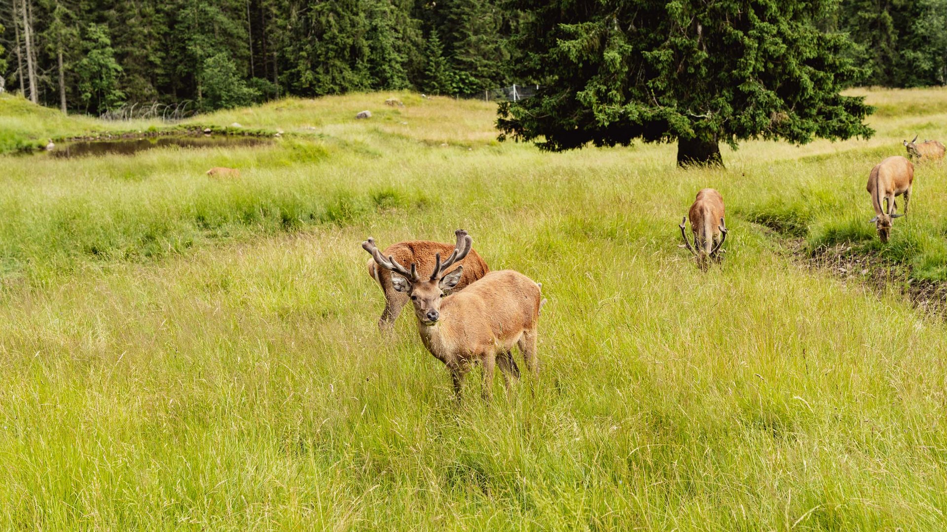 Pictures of gentle eco-tourism in the Alps