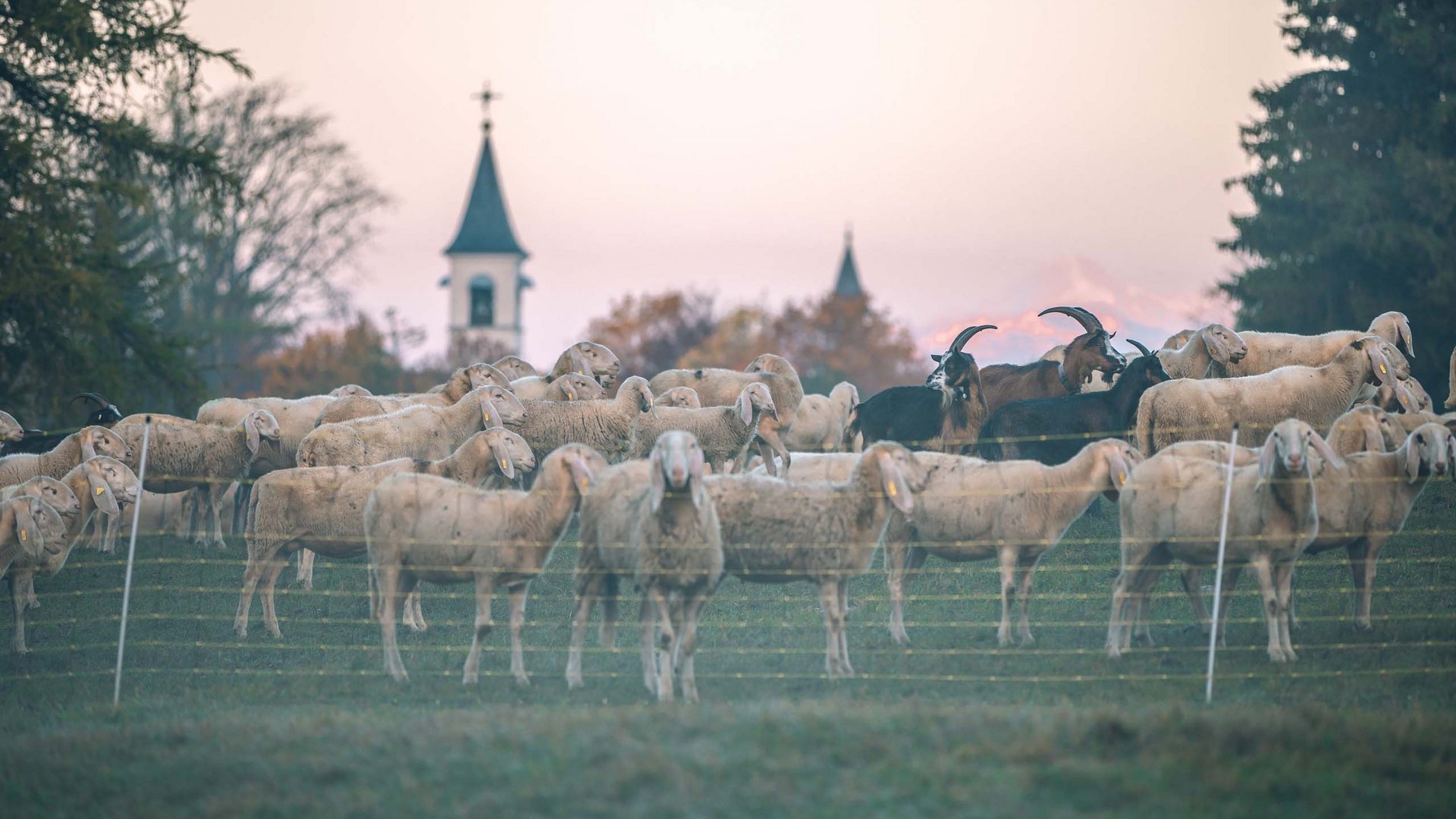 Pictures of gentle eco-tourism in the Alps