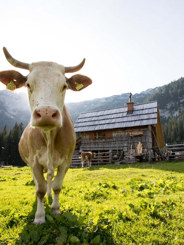 Zakladnica Bohinj