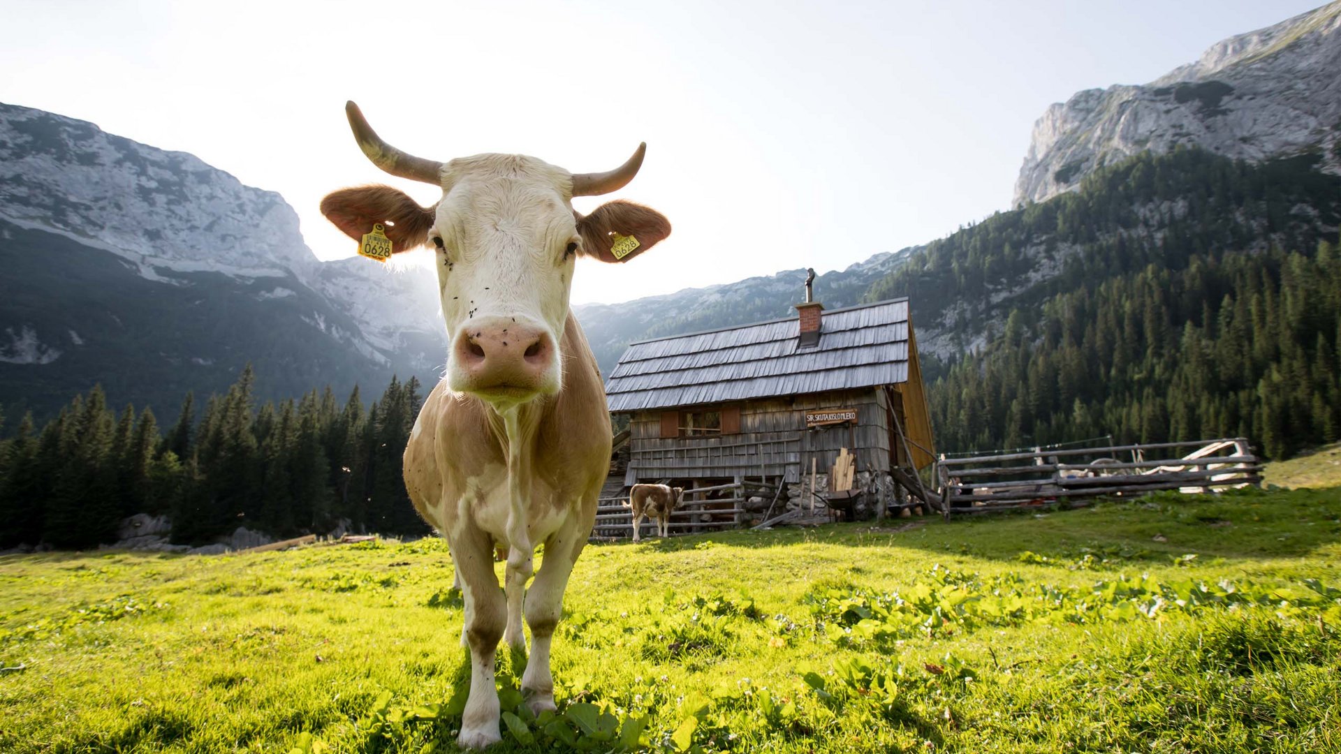 Pictures of gentle eco-tourism in the Alps