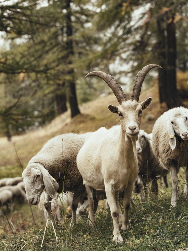 Attimi di pura felicità a Cogne