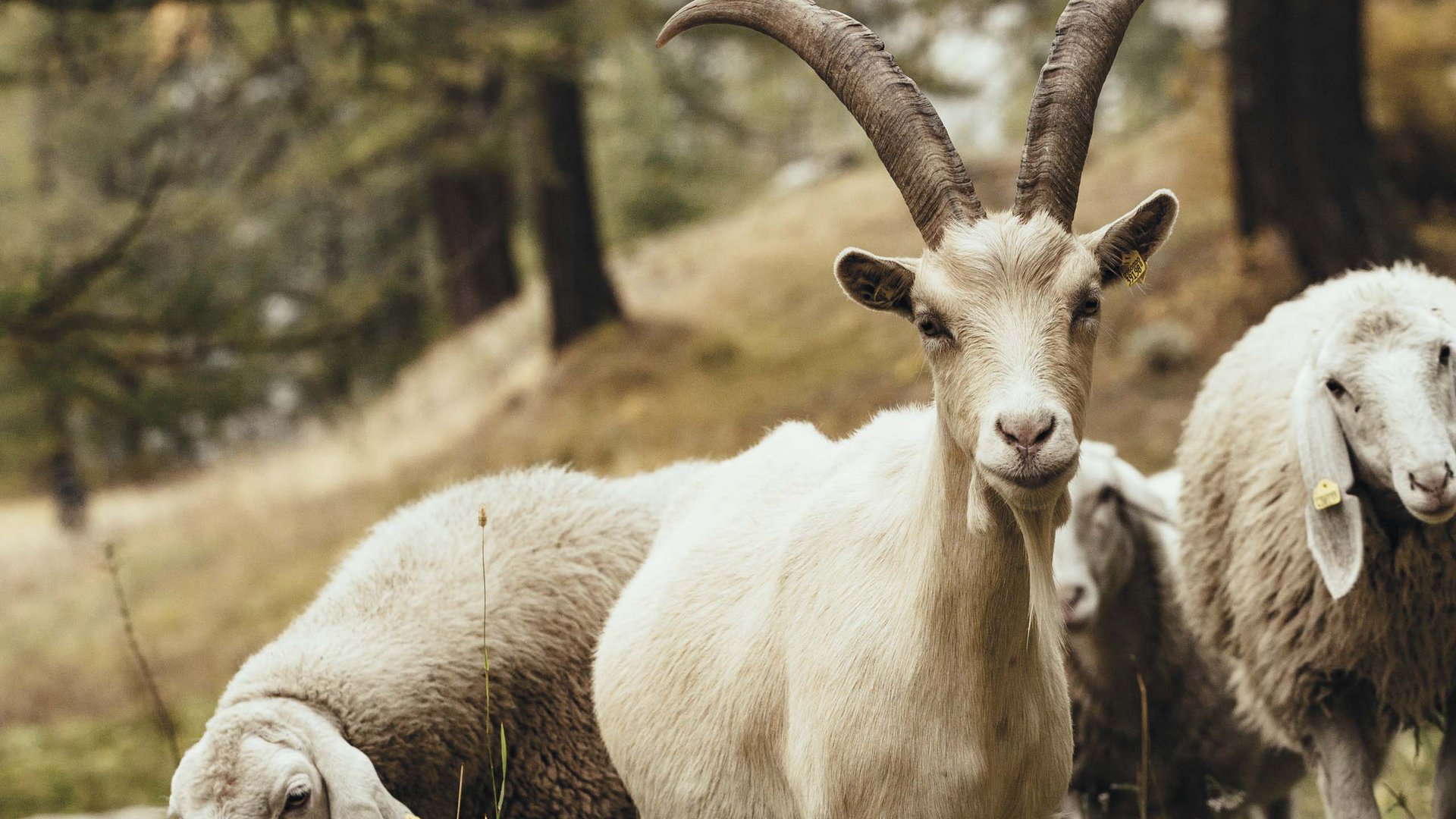 Pictures of gentle eco-tourism in the Alps