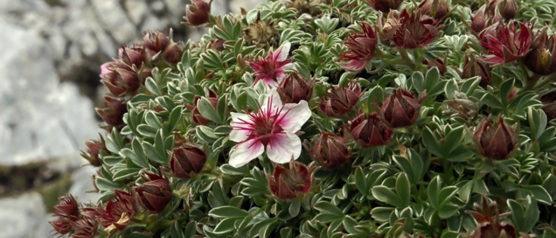 Bohinj, Where Wildflowers and Sustainable Tourism Flourish