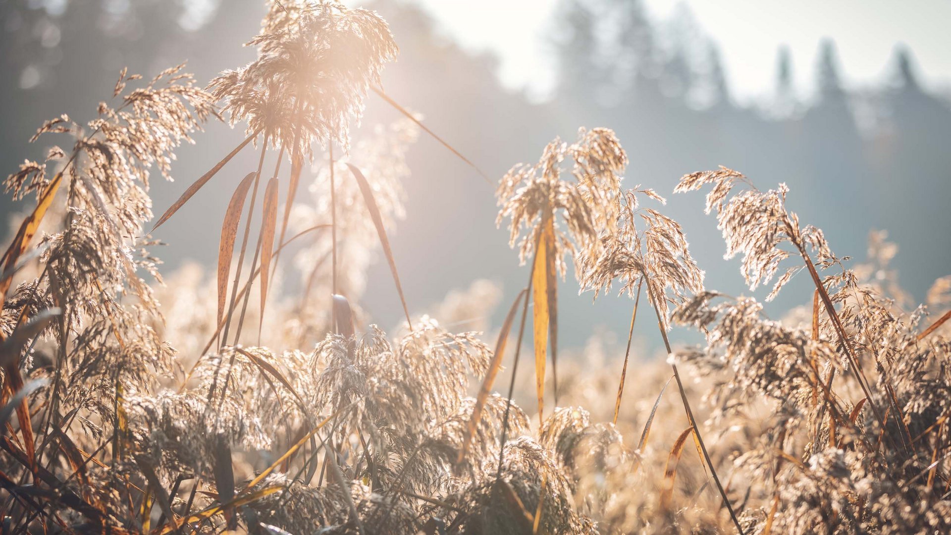 Alpine Pearls – a car-free holiday in the Alps