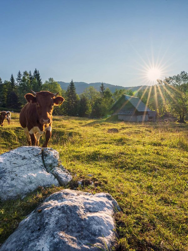 Bohinj: a real treasure trove