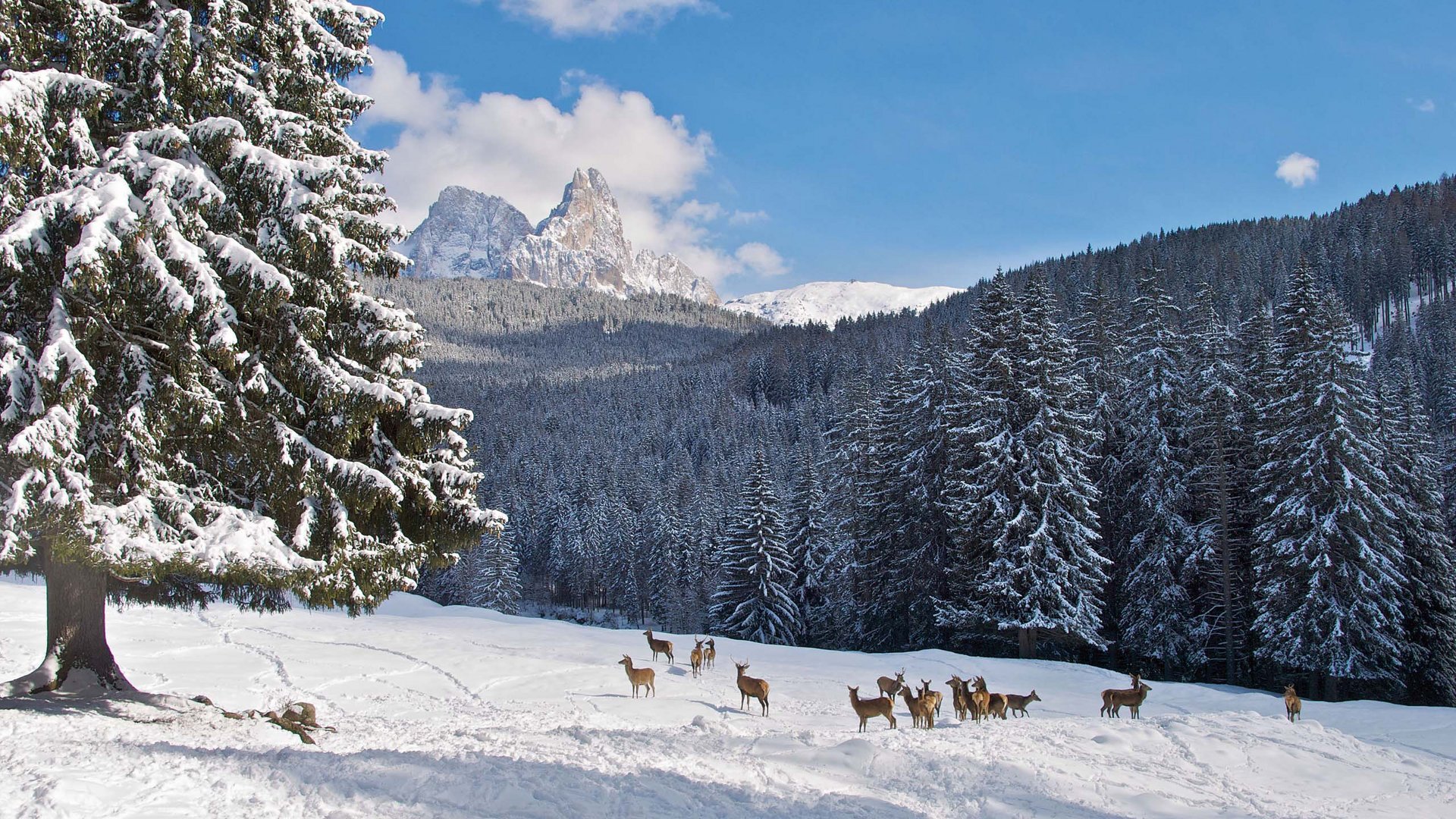 Pictures of gentle eco-tourism in the Alps