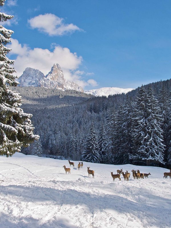 Dolomitic beauty in Primiero San Martino di Castrozza