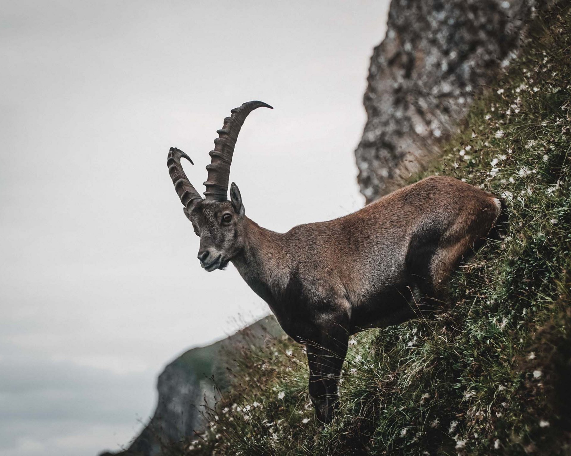 Ceresole Reale – the kingdom of the ibex