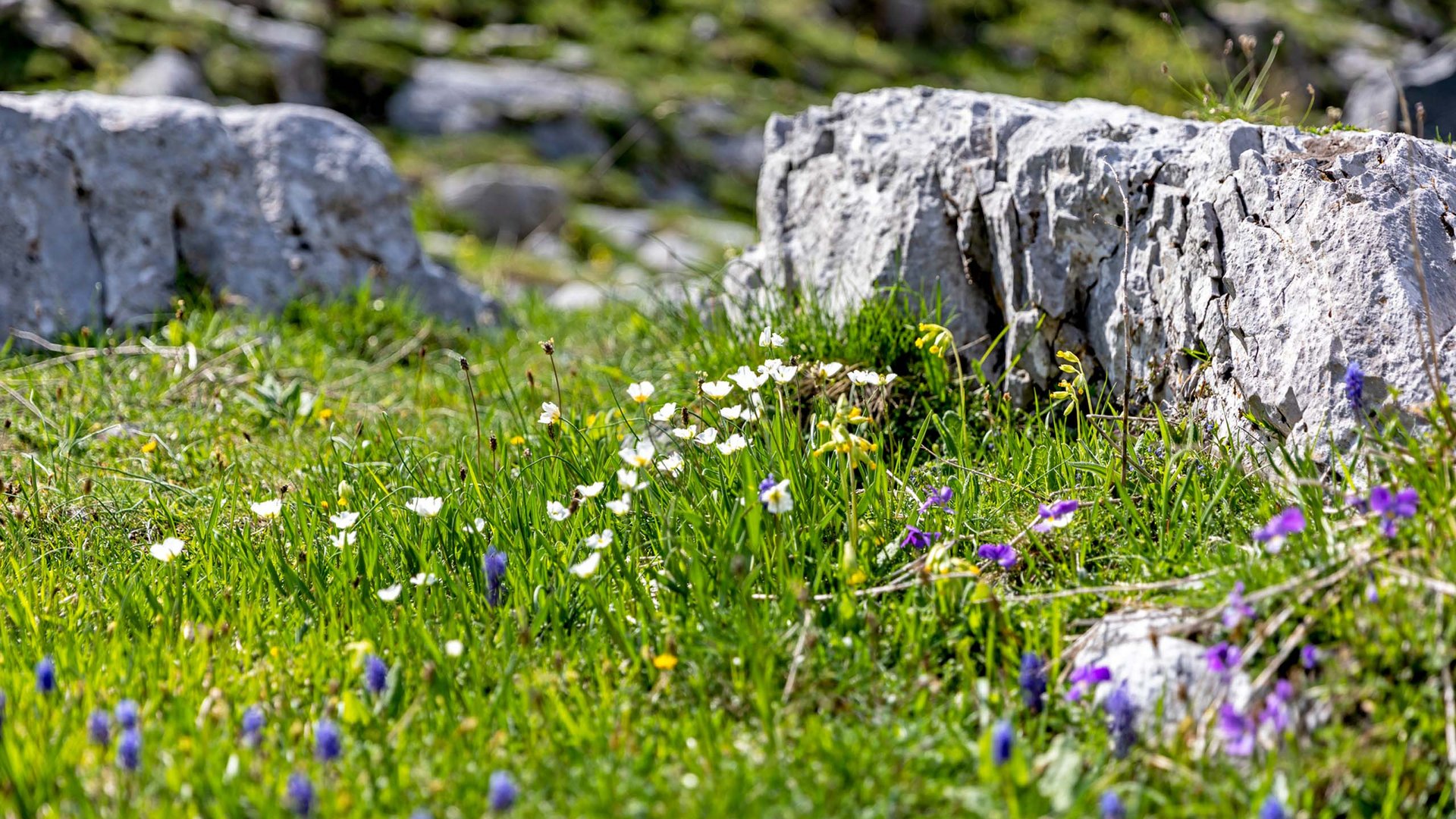 Pictures of gentle eco-tourism in the Alps