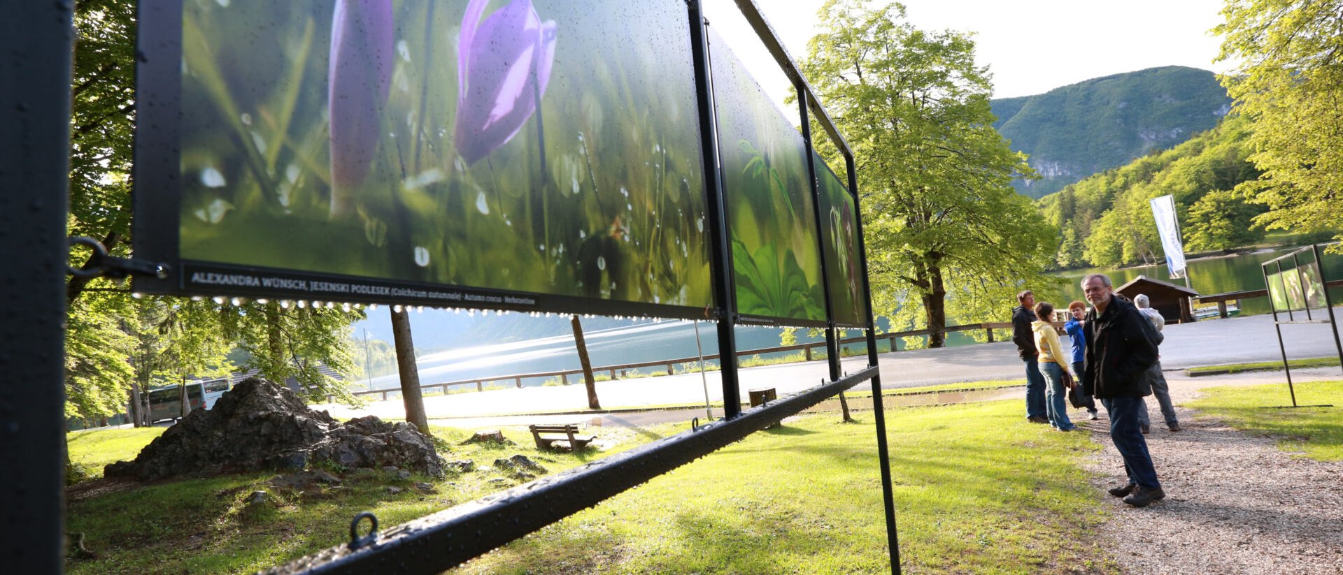 Bohinj, Where Wildflowers and Sustainable Tourism Flourish