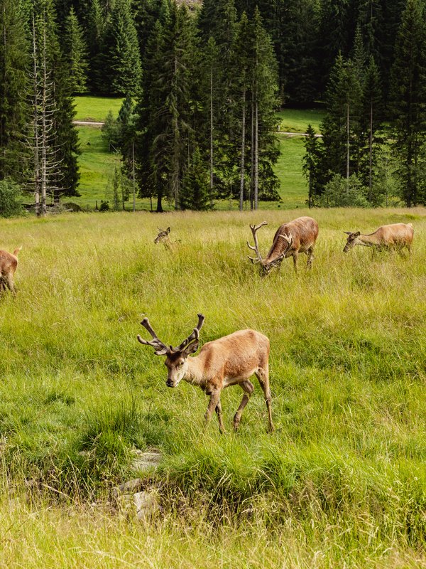 La maestosità delle Dolomiti a Primiero San Martino di Castrozza