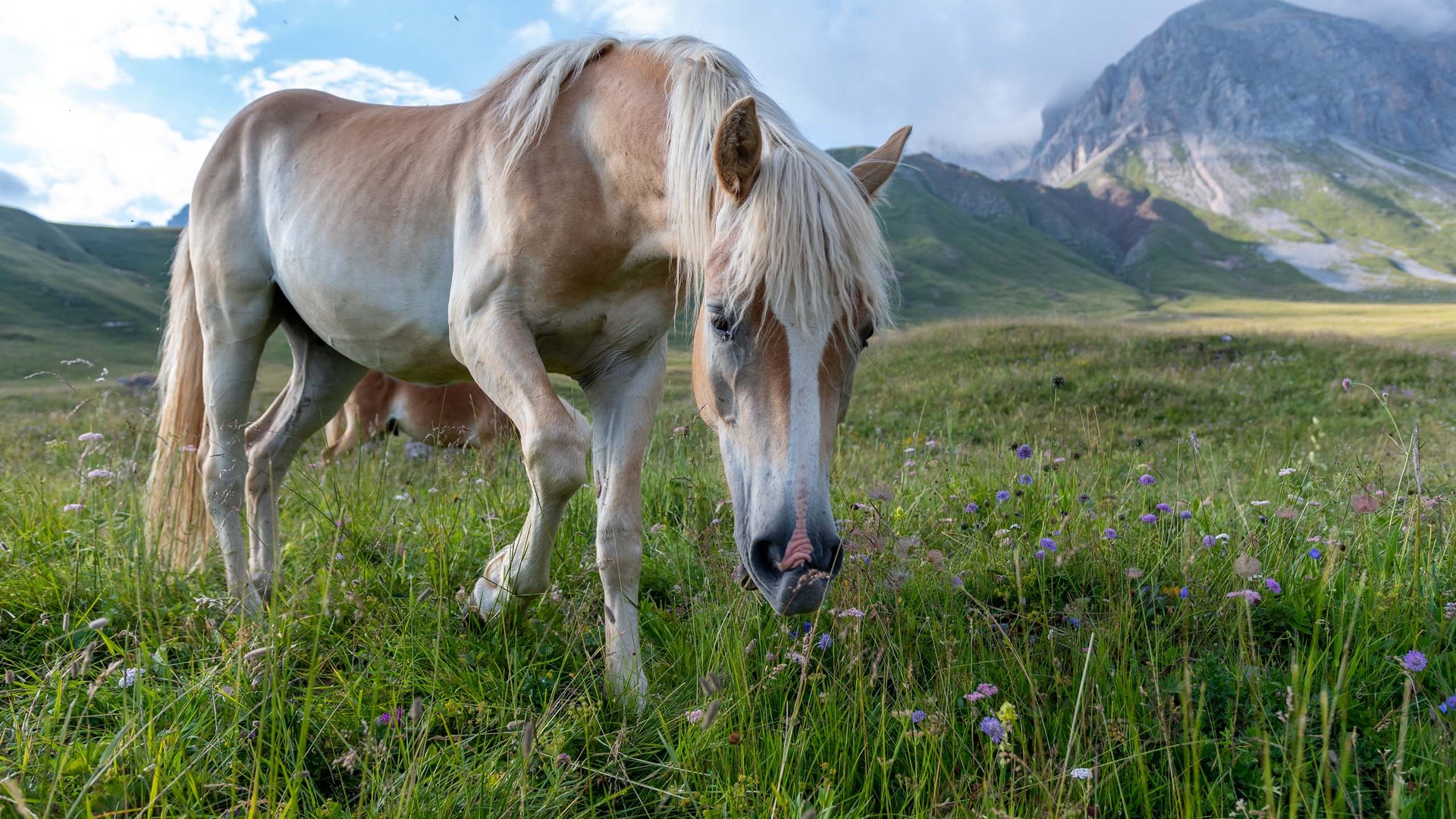 Pictures of gentle eco-tourism in the Alps