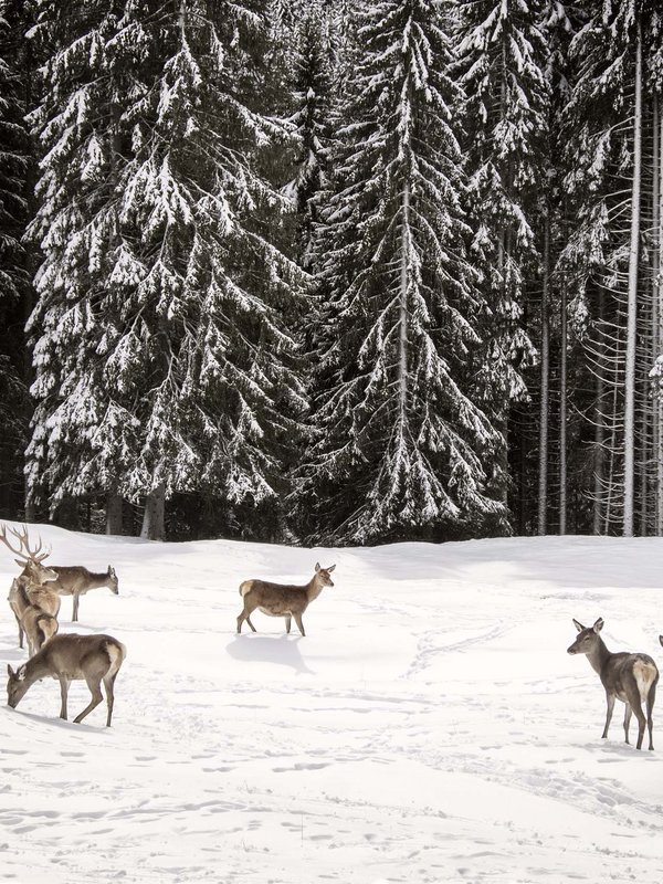 Dolomitic beauty in Primiero San Martino di Castrozza
