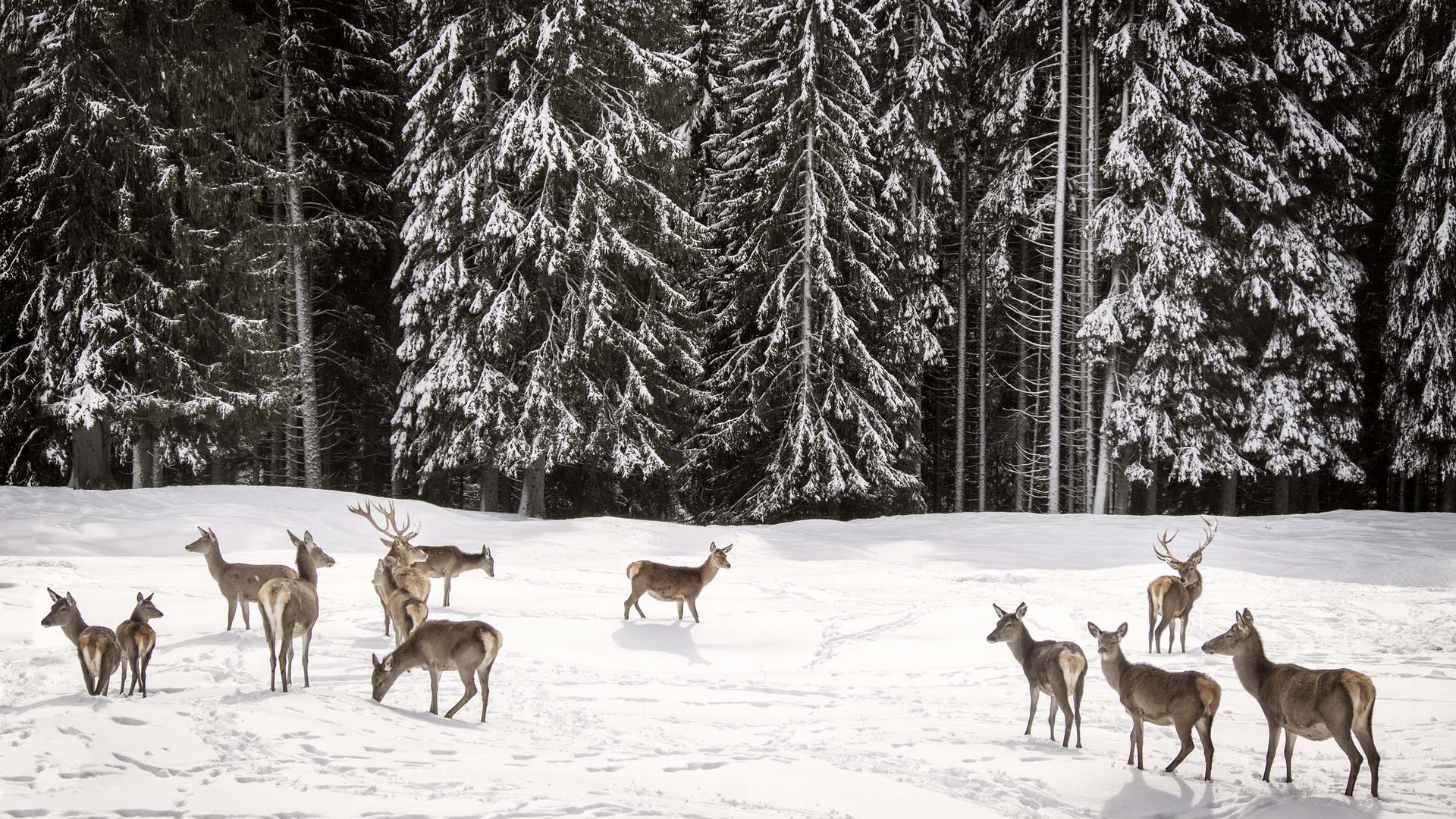 Pictures of gentle eco-tourism in the Alps