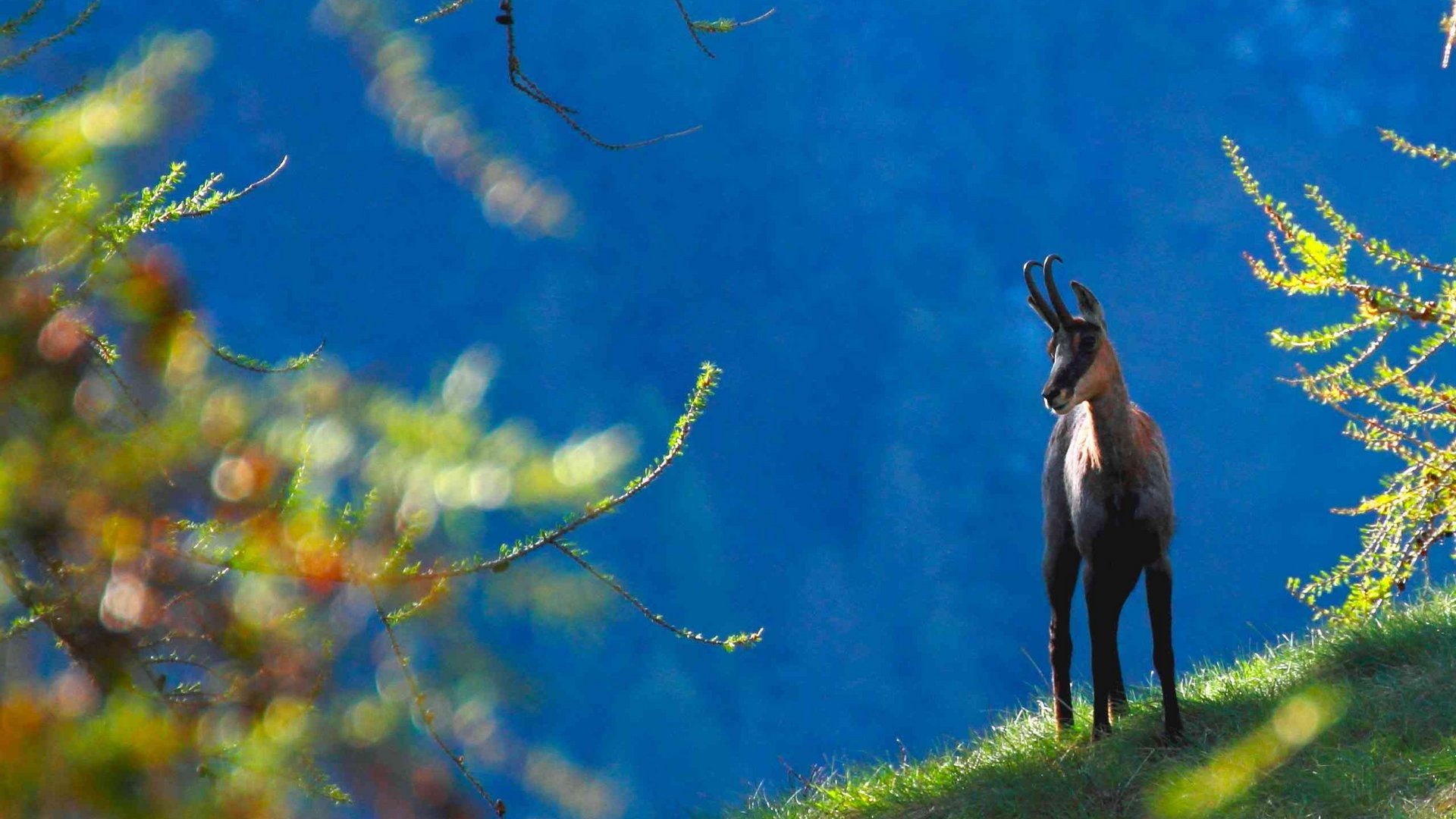 Chamois: der Zufluchtsort